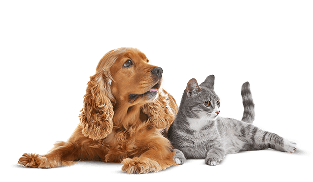 https://sydneydogandcatboarding.com.au/wp-content/uploads/2019/10/inner_image_01.png