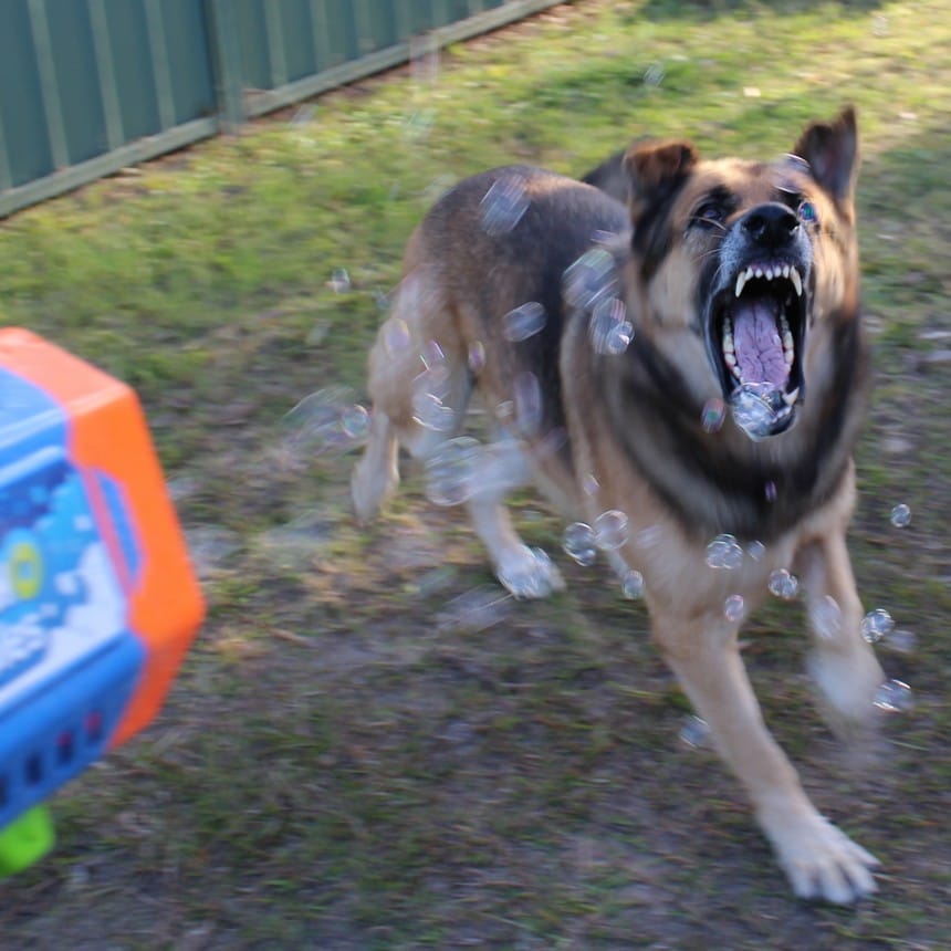 https://sydneydogandcatboarding.com.au/wp-content/uploads/505_resized.jpg