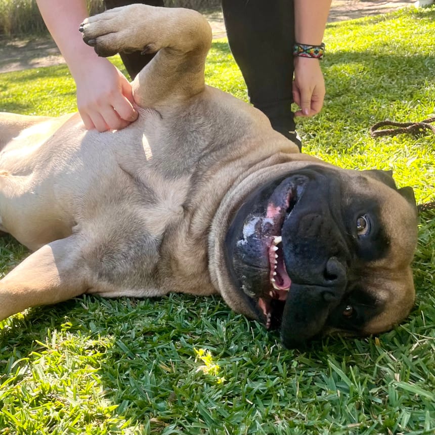 https://sydneydogandcatboarding.com.au/wp-content/uploads/Belly-Rubs_resized.jpg