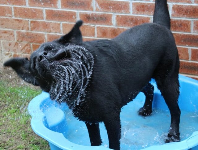 Bennie Playing In Water