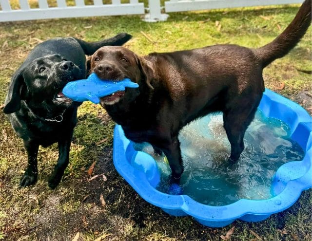 Coco And Ash Playing Tug