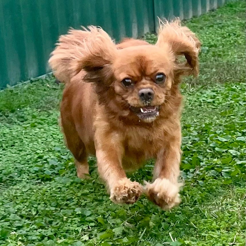 https://sydneydogandcatboarding.com.au/wp-content/uploads/FullSizeRender-2_resized.jpg