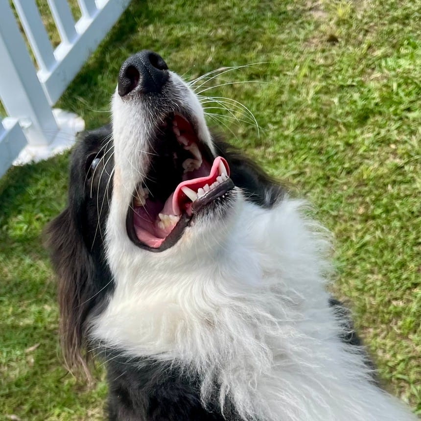 https://sydneydogandcatboarding.com.au/wp-content/uploads/FullSizeRender-4_resized.jpg