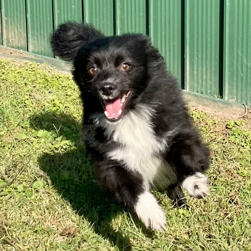 https://sydneydogandcatboarding.com.au/wp-content/uploads/IMG_5265_resized.jpg