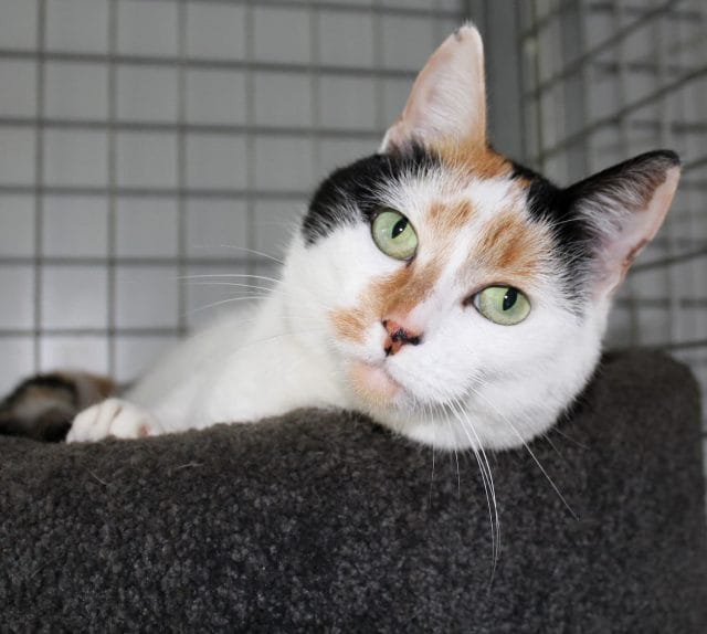 Money The Cat Relaxing