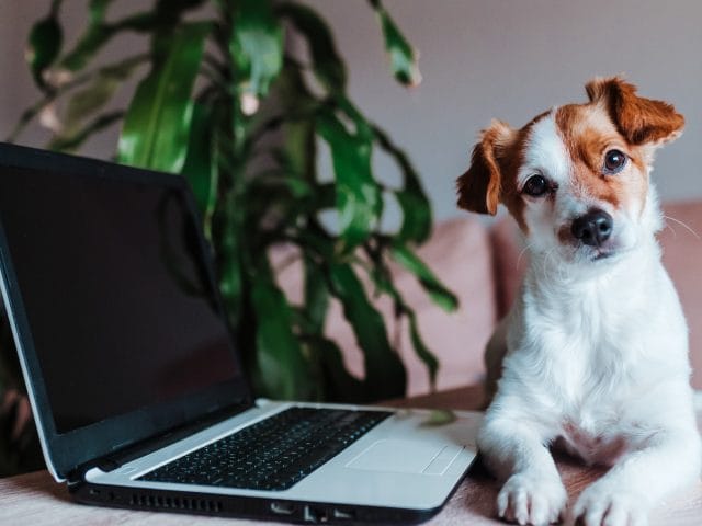 A cute small dog on a wooden table beside a laptop, encouraging visitors to reach out to Sydney Dog and Cat Boarding.