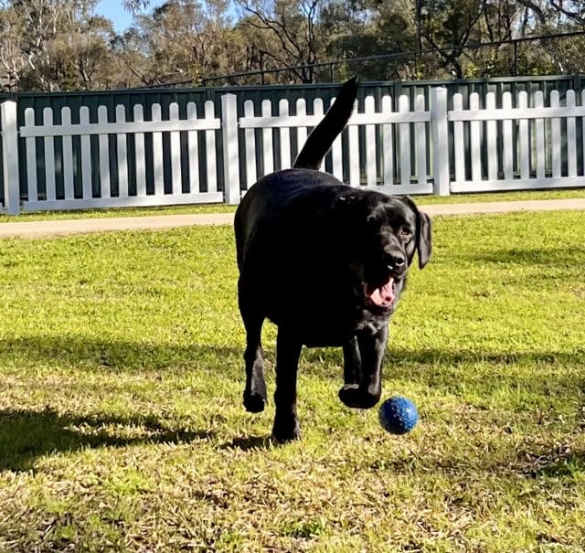 Labrador Playing Fetch