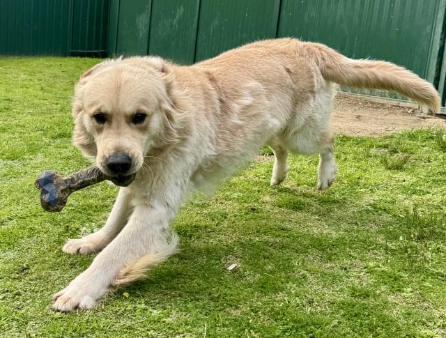 Golden retriever playing fetch