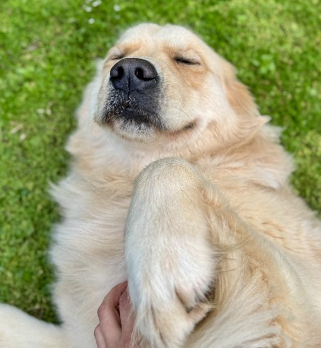 Golden retriever getting belly rubs